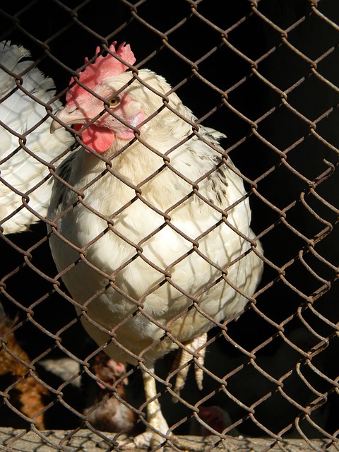 最大威胁 最大威胁