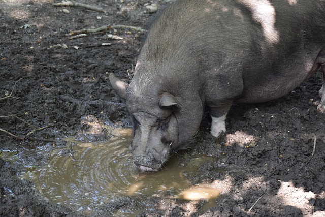莫拉塔：收到伊布電話後決定加盟米蘭 想與球隊一起爭取第二顆星.
